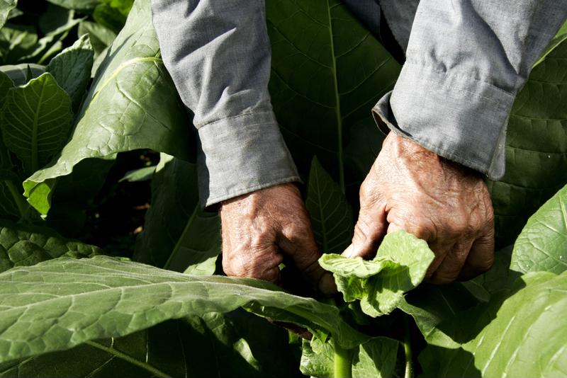 The fate of farmers is one of the TPP opposition of Japan's concerns.